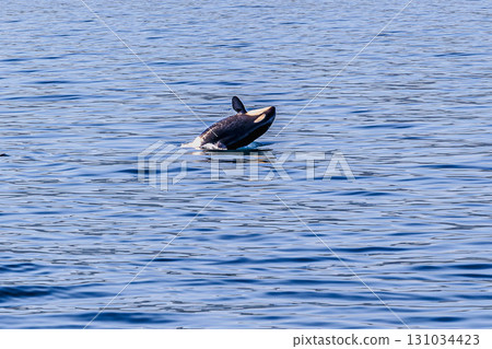 藍色的大海和虎鯨的活力 藍色的大海和虎鯨的活力 131034423