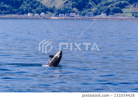 虎鯨在羅臼海岸躍出 虎鯨在羅臼海岸躍出 131034426