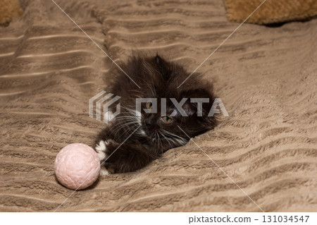 Little black kitten is lying on the bed with a ball. Little black kitten is lying on the bed with a ball. 131034547