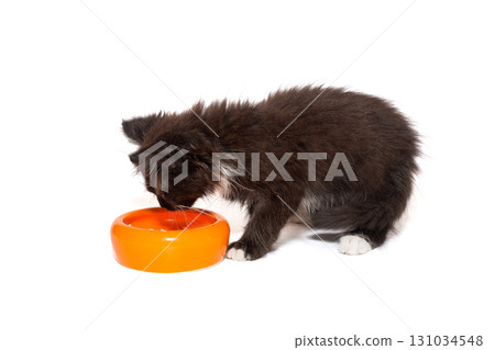 Small black kitten stands over an empty bowl 131034548
