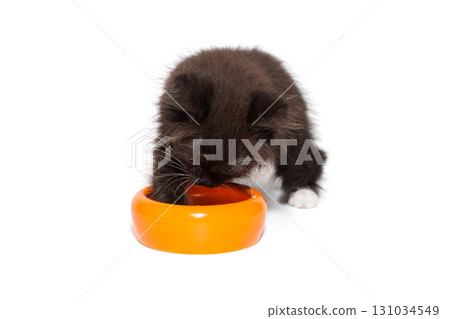 Small black kitten stands over an empty bowl . Small black kitten stands over an empty bowl . 131034549