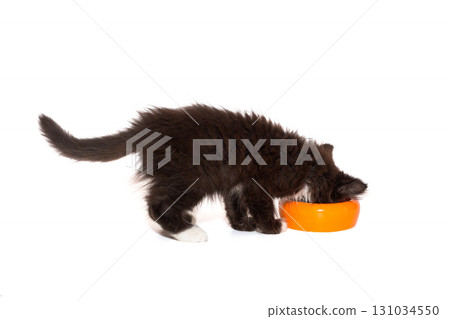 Small black kitten eats from an orange bowl. 131034550