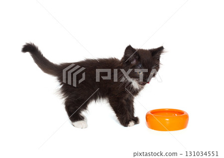 Small black kitten stands over an empty bowl 131034551