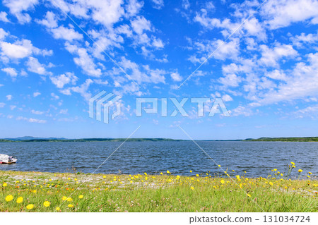 Blue sky, fluffy clouds and cute flowers on the shores of Lake Kutcharo in eastern Hokkaido 131034724