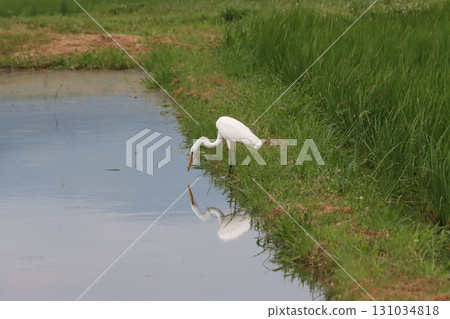 一隻美麗的白鷺倒映在水中 131034818