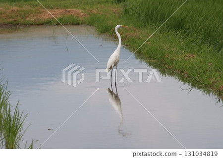 The graceful figure of a great egret standing in a rice paddy The graceful figure of a great egret standing in a rice paddy 131034819