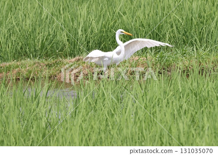 Egret spreads its wings for a skillful hunt Egret spreads its wings for a skillful hunt 131035070