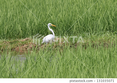 A white egret that looks like a decorative ornament in a rice field A white egret that looks like a decorative ornament in a rice field 131035071