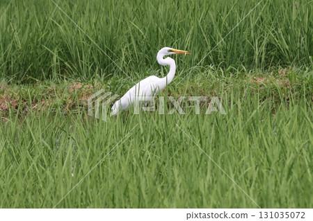 Taking a short break with its long neck bent Taking a short break with its long neck bent 131035072