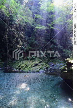 神秘的森林 131035738