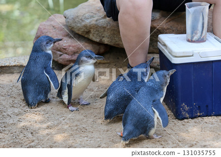 The Fairy penguin or blue penguin is so cute and local animal in phillip island,Australia 131035755