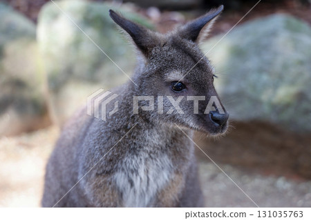 The Tammar Wallaby is small animal and cute in Australia 131035763