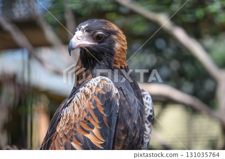 The black breasted buzzard is predator in nature at australia 131035764