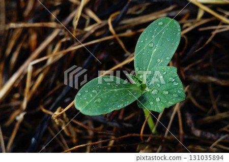 A young green healthy sprout of a cucumber, watermelon, melon or pumpkin plant grew out of ground in bed covered with mulch with clear drops of water from rain or dew close-up with empty copy space 131035894