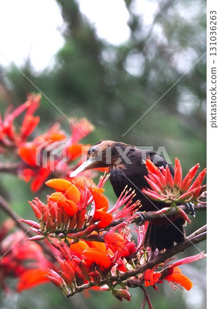 A Noguchi woodpecker arrives in the Yanbaru forest to enjoy the nectar of deigo flowers. 131036263