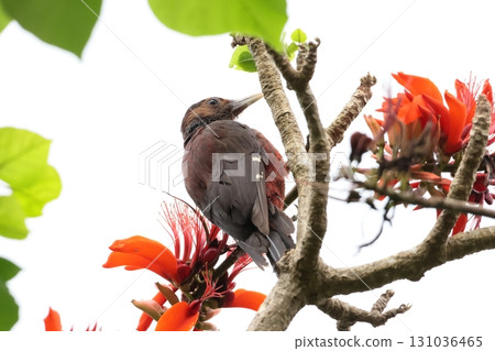 一隻野口啄木鳥來到山原森林，享受 deigo 花的花蜜。 131036465