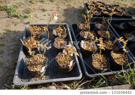 藍莓插條 藍莓插條 131036482