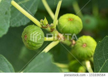 A cluster of green figs hanging from a tree branch A cluster of green figs hanging from a tree branch 131036564