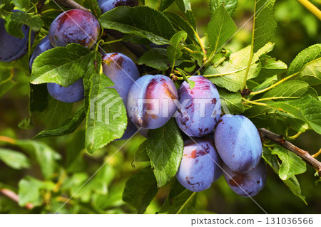 A bunch of purple plums hanging from a tree A bunch of purple plums hanging from a tree 131036566