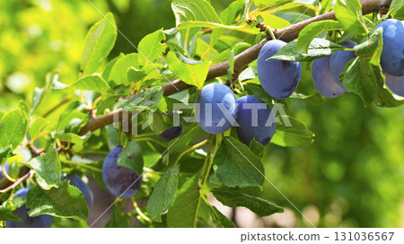 A tree with blue fruit hanging from it A tree with blue fruit hanging from it 131036567