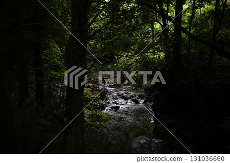 一條小溪流過茂密的森林 一條小溪流過茂密的森林 131036660