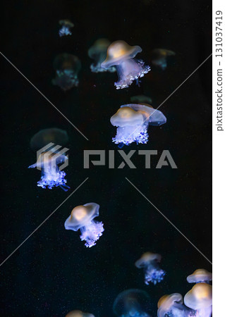 Mediterranear jellyfish, Cotylorhiza tuberculata or fried egg jellyfish swim in blue aquarium water 131037419