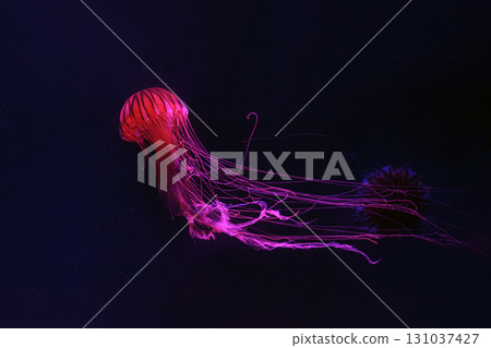Japanese sea nettle, chrysaora pacifica jellyfish swim in blue water with pink light of aquarium 131037427