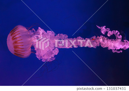 South American sea nettle or Chrysaora plocamia jellyfish swim in deep blue water of aquarium South American sea nettle or Chrysaora plocamia jellyfish swim in deep blue water of aquarium 131037431