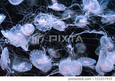 Chrysaora quinquecirrha, Atlantic or East Cost sea nettle jellyfish swim in blue water of aquarium Chrysaora quinquecirrha, Atlantic or East Cost sea nettle jellyfish swim in blue water of aquarium 131037435
