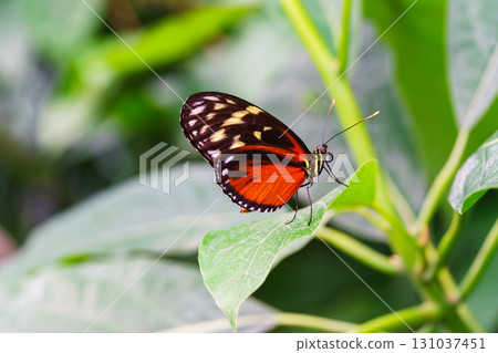 Heliconius hecale, tiger longwing, Hecale longwing, golden longwing, golden heliconian butterfly Heliconius hecale, tiger longwing, Hecale longwing, golden longwing, golden heliconian butterfly 131037451