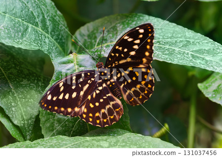 Lexias dirtea, the archduke butterfly of the family Nymphalidae, sitting on green leaves background Lexias dirtea, the archduke butterfly of the family Nymphalidae, sitting on green leaves background 131037456
