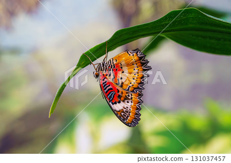 Cethosia biblis, the lacewing biblis or red lacewing butterfly sitting on leaf in outdoor garden Cethosia biblis, the lacewing biblis or red lacewing butterfly sitting on leaf in outdoor garden 131037457