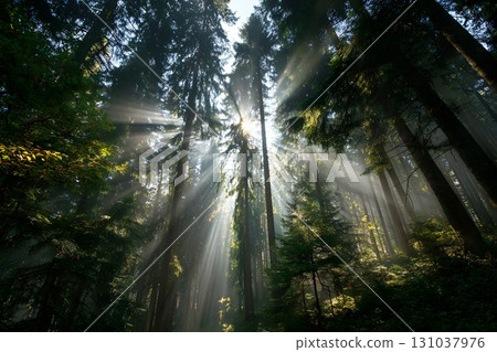 Sunlight streams through the tall pine trees in a dense forest, creating dramatic rays 131037976