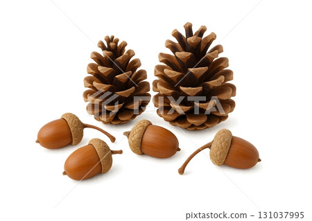 Two pine cones and five acorns isolated on white background, autumn woodland still life 131037995