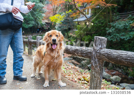 golden retriever together with owner at Minoh park in fall, Osaka 131038536
