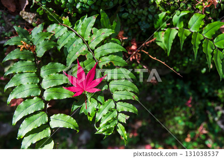 Red maple fallen leaf over green foliage plant at Minoh waterfall park Red maple fallen leaf over green foliage plant at Minoh waterfall park 131038537