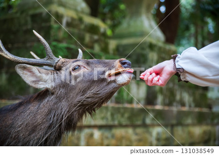 Deer with antler get cracker from woman at Kasuga Taisha shrine, Nara 131038549