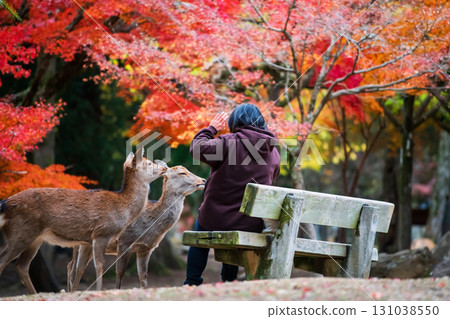 tourist woman say no to feed biscuit to deers in Nara fall park 131038550