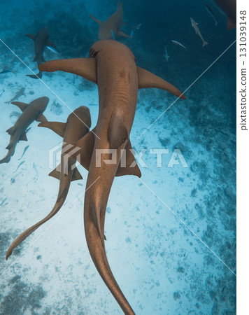 Nurse sharks in tropical ocean. Marine life with predators 131039148