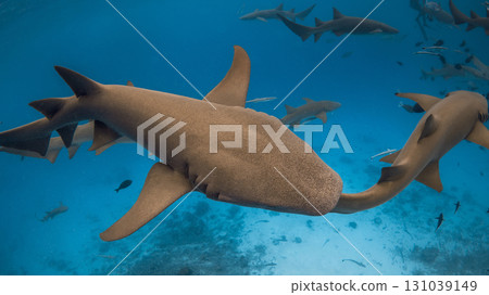 Close up of nurse shark in blue sea. Swimming with sharks 131039149