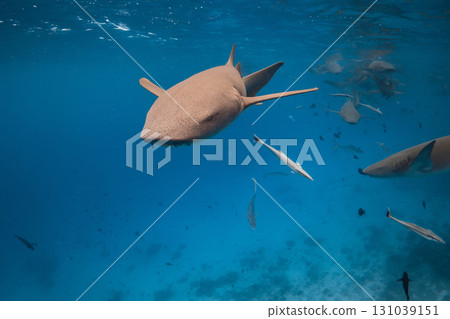 Close up view of nurse shark in tropical sea. Swimming with sharks 131039151