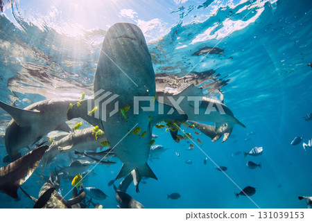 Nurse sharks and tropical fishes close up underwater in ocean with sun light. 131039153