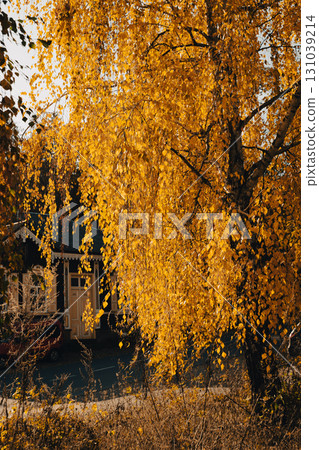 Golden Tree in Front of a Countryside House 131039214