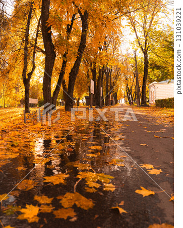 Golden Autumn Park with Fallen Leaves and Sunlight Golden Autumn Park with Fallen Leaves and Sunlight 131039221