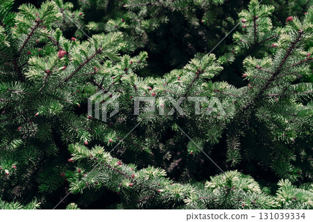 Close-Up of Fir Tree Branches Natural Evergreen Texture 131039334