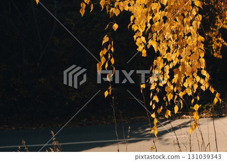 Golden Birch Leaves in Autumn Sunlight 131039343