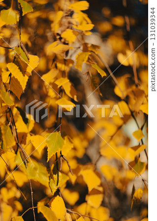 Golden Birch Leaves in Autumn Sunlight Golden Birch Leaves in Autumn Sunlight 131039344