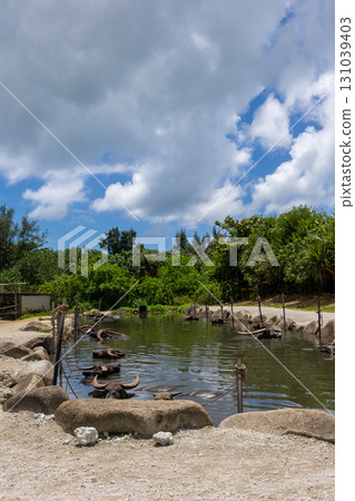Water buffalo on Yubu Island, Iriomote Island, Okinawa, August 131039403