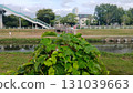 Vibrant green leaves by a tranquil riverside with a city backdrop and pedestrian bridge 131039663