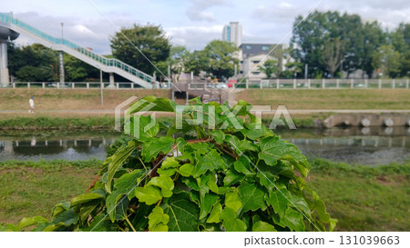 Vibrant green leaves by a tranquil riverside with a city backdrop and pedestrian bridge 131039663